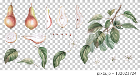 A set of elements from the Pear collection. Isolated watercolor illustrations for project design, logo development, labels, packaging, poster printing, and postcards. A set of elements from the Pear collection. Isolated watercolor illustrations for project design, logo development, labels, packaging, poster printing, and postcards. 132023724