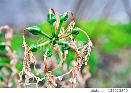 緑色のヒガンバナの実（秋、十月） 132023849