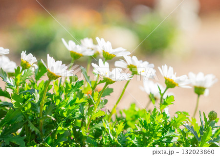 日に透けるノースポール 132023860