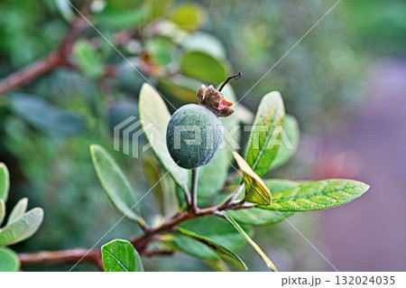 フェイジョアの実（秋、十月） 132024035