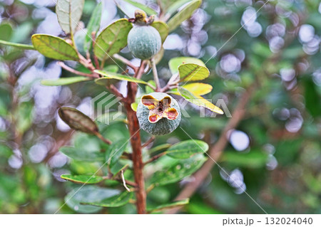 フェイジョアの実（秋、十月） 132024040