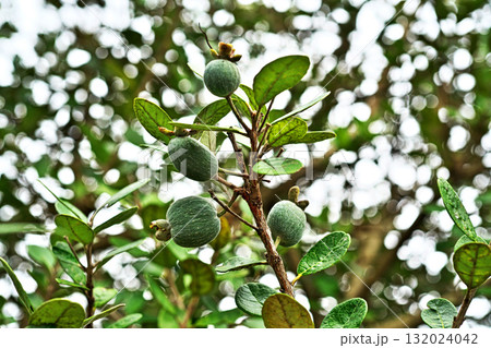 フェイジョアの実（秋、十月） 132024042