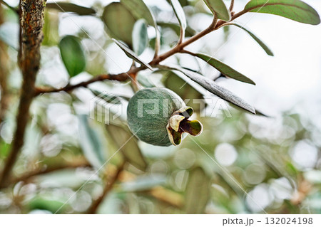 フェイジョアの実(秋、十月) フェイジョアの実(秋、十月) 132024198