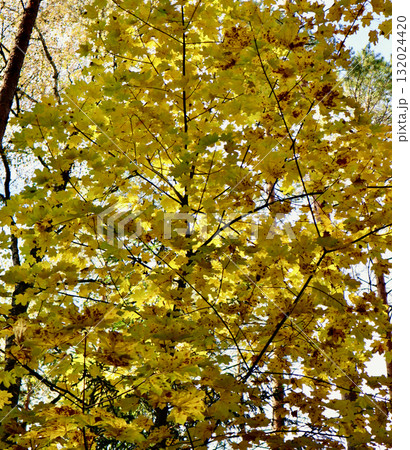 Autumn maple tree branches displaying vibrant yellow foliage against a bright sky, marking the changing season 132024420