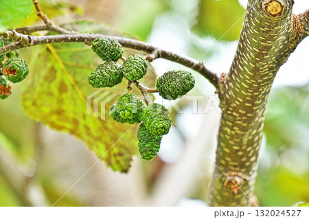 ヤマハンノキの緑色の実(秋、十月) ヤマハンノキの緑色の実(秋、十月) 132024527