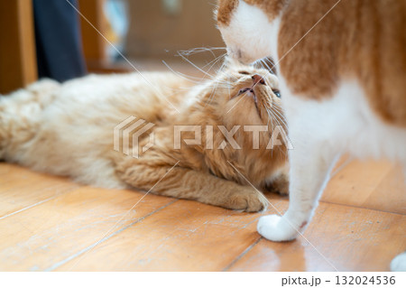 仲良く過ごす可愛い二匹の猫 仲良く過ごす可愛い二匹の猫 132024536