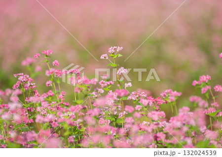 赤い蕎麦の花 赤い蕎麦の花 132024539