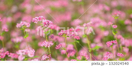 赤い蕎麦の花 赤い蕎麦の花 132024540