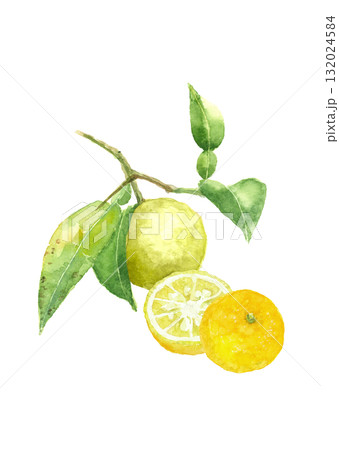 水彩で描いた枝葉付き柚子のイラスト【手描き】白バック 透過背景 コピースペースあり 水彩で描いた枝葉付き柚子のイラスト【手描き】白バック 透過背景 コピースペースあり 132024584