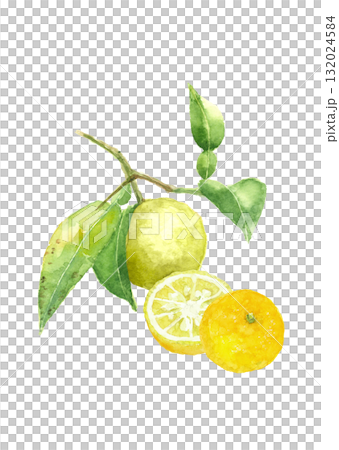 水彩で描いた枝葉付き柚子のイラスト【手描き】白バック 透過背景 コピースペースあり 水彩で描いた枝葉付き柚子のイラスト【手描き】白バック 透過背景 コピースペースあり 132024584