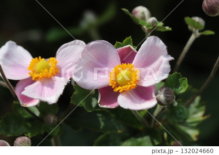 秋の公園に咲くピンク色のシュウメイギクの花 秋の公園に咲くピンク色のシュウメイギクの花 132024660