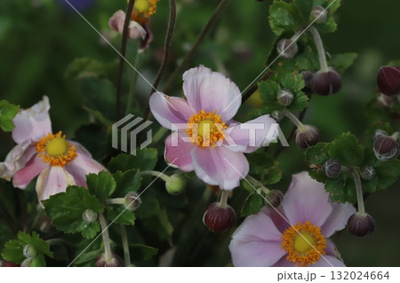 秋の公園に咲くピンク色のシュウメイギクの花 132024664