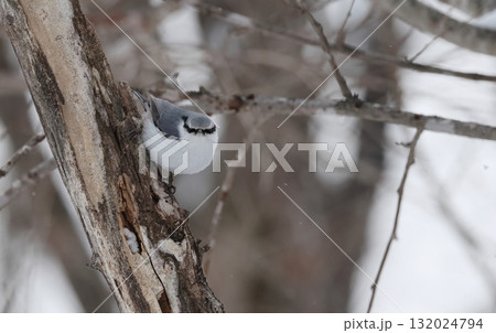 正面顔のシロハラゴジュウカラ 132024794