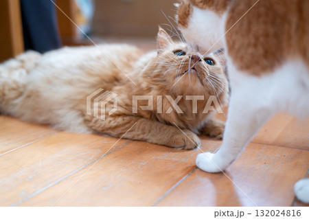 仲良く過ごす可愛い二匹の猫 仲良く過ごす可愛い二匹の猫 132024816
