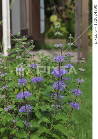 秋の庭に咲く紫色のダンギクの花 132024890