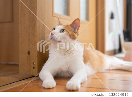 寝そべってくつろぐ可愛い猫　茶トラ白 132024913