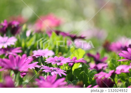 春の訪れを告げる花 132024932