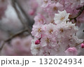 春の訪れを告げる桜 132024934