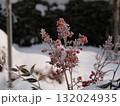 雪の中の赤い実 132024935