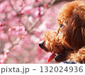 梅の花と犬の横顔 132024936