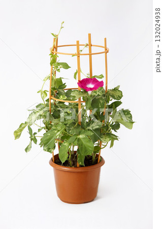 鉢植えの朝顔（行灯朝顔） 132024938