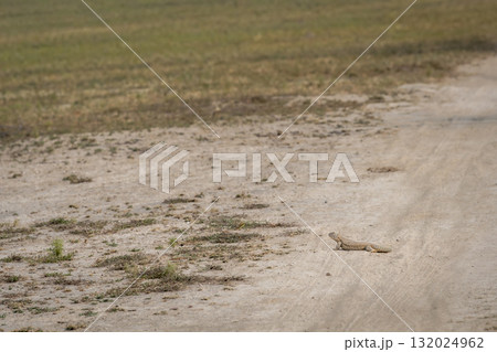 Spiny tailed lizard or Uromastyx out in open near forest trail in winter season sunlight in safari at tal chhapar blackbuck sanctuary rajasthan india 132024962