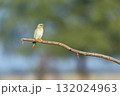 Eurasian or European roller or Coracias garrulus closeup perched in natural green background in winter morning sun light at keoladeo national park forest bharatpur bird sanctuary rajasthan india asia 132024963