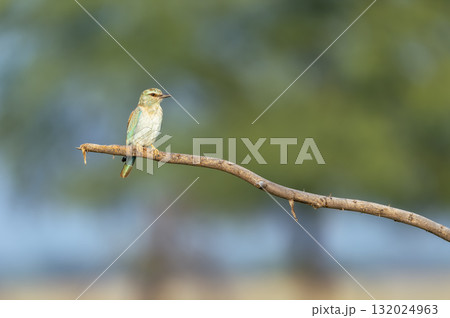 Eurasian or European roller or Coracias garrulus closeup perched in natural green background in winter morning sun light at keoladeo national park forest bharatpur bird sanctuary rajasthan india asia 132024963
