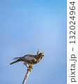 White eyed buzzard or Butastur teesa closeup in blue sky background ready to fly perched in winter season migration at keoladeo national park bharatpur bird sanctuary rajasthan india asia 132024964
