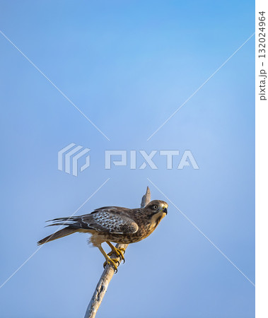 White eyed buzzard or Butastur teesa closeup in blue sky background ready to fly perched in winter season migration at keoladeo national park bharatpur bird sanctuary rajasthan india asia White eyed buzzard or Butastur teesa closeup in blue sky background ready to fly perched in winter season migration at keoladeo national park bharatpur bird sanctuary rajasthan india asia 132024964