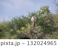 Tawny eagle or Aquila rapax bird of prey in natural green background perched on tree during winter season migration at tal chhapar sanctuary rajasthan India 132024965