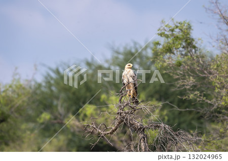 Tawny eagle or Aquila rapax bird of prey in natural green background perched on tree during winter season migration at tal chhapar sanctuary rajasthan India 132024965