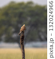 Common kestrel or european kestrel or Falco tinnunculus bird perched in natural green background during winter season migration grassland landscape velavadar national park Bhavnagar gujrat india asia 132024966