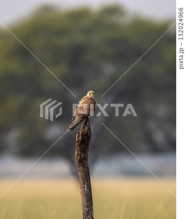 Common kestrel or european kestrel or Falco tinnunculus bird perched in natural green background during winter season migration grassland landscape velavadar national park Bhavnagar gujrat india asia 132024966