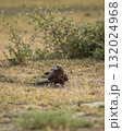 Migratory Booted eagle or Hieraaetus pennatus bird with Spiny tailed lizard kill in claws in an open field or grassland during winter season migration tal chappar blackbuck sanctuary rajasthan India 132024968