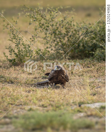 Migratory Booted eagle or Hieraaetus pennatus bird with Spiny tailed lizard kill in claws in an open field or grassland during winter season migration tal chappar blackbuck sanctuary rajasthan India 132024968