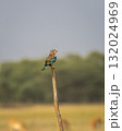 Angry bird Indian roller or Coracias benghalensis closeup with eye contacy perched on branch during winter season migration at tal chhapar blackbuck sanctuary churu rajasthan india 132024969