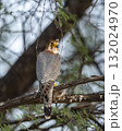 Red necked falcon or Falco chicquera bird of prey closeup in action perched on branch of a tree after hunt with crested lark bird kill in claws at tal chhapar blackbuck sanctuary rajasthan india asia 132024970