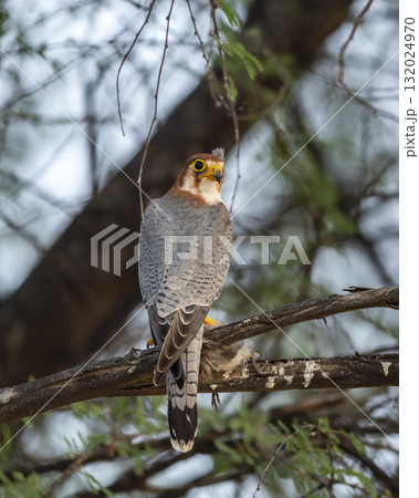 Red necked falcon or Falco chicquera bird of prey closeup in action perched on branch of a tree after hunt with crested lark bird kill in claws at tal chhapar blackbuck sanctuary rajasthan india asia Red necked falcon or Falco chicquera bird of prey closeup in action perched on branch of a tree after hunt with crested lark bird kill in claws at tal chhapar blackbuck sanctuary rajasthan india asia 132024970