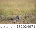 monitor lizard or bengal monitor or common indian monitor or varanus bengalensis climbing on mud mound in natural green grassland in winter season keoladeo national park bharatpur rajasthan india 132024971
