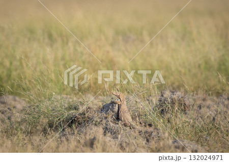 monitor lizard or bengal monitor or common indian monitor or varanus bengalensis climbing on mud mound in natural green grassland in winter season keoladeo national park bharatpur rajasthan india 132024971