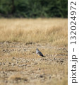 Montagu harrier male or Circus pygargus with eye contact migratory bird ground perched in grassland or meadow during winter season migration at tal chhapar sanctuary churu rajasthan india asia 132024972