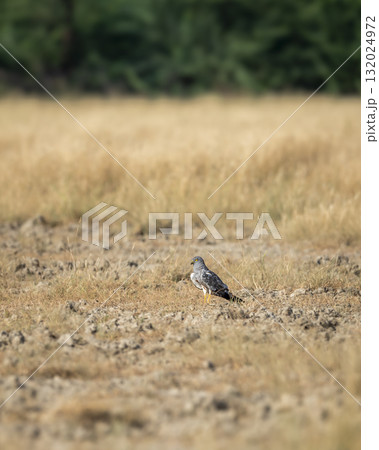 Montagu harrier male or Circus pygargus with eye contact migratory bird ground perched in grassland or meadow during winter season migration at tal chhapar sanctuary churu rajasthan india asia 132024972
