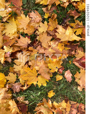autumn leaves on the ground 132024981
