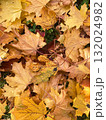 autumn leaves on the ground 132024982