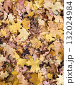 autumn leaves on the ground 132024984