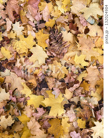 autumn leaves on the ground 132024984