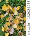 autumn leaves on the ground 132024985