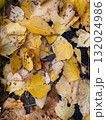 autumn leaves on the ground 132024986
