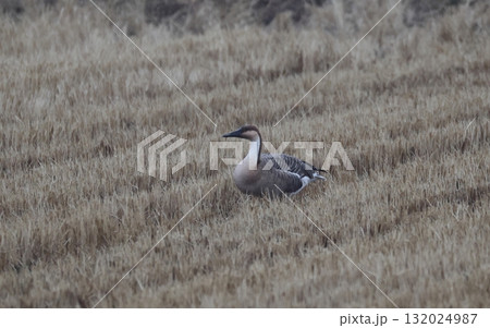畑地に佇むサカツラガン 132024987